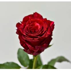 Rosa Ecu. Red Panther 90cm (7 Dias - 2�)