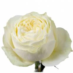 Rosa Ecu. Coldplay 60cm (7 Dias - 2�)