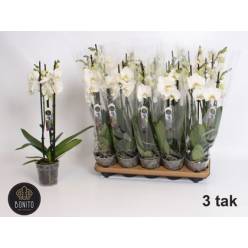 P. Phalaenopsis An Nottingham 12/55cm x10 3T