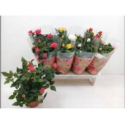 P. Rosal Fav Ro Mixto 4srt 13/32cm "CC8"
