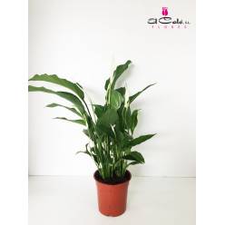 P. Spathyfilium Sweet Lauretta 21/90cm 4F