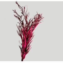 Grevillea Pintada Cerise 75cm 200gr