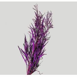 Grevillea Pintada Milka 75cm 200gr