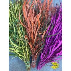 Grevillea Pintada Orange 75cm 200gr