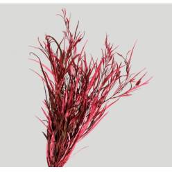 Grevillea Pintada Pink 75cm 200gr
