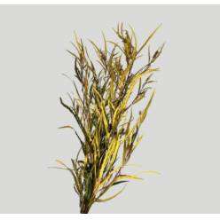 Grevillea Pintada Yellow 75cm 200gr