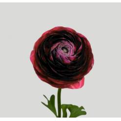 Ranunculos Italia Elegance Red Dark 45cm