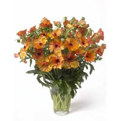 Ranunculos Italia Butterfly Naranja 50cm