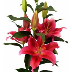 Oriental Hol. Rj. Red Dawn 95cm 4/5 fl.