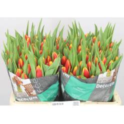 Tulipan Hol. Tarzan 40cm