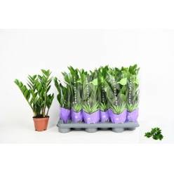 P. Zamioculca Zamiifol 10.5/40cm x12 4T