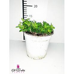 P. Oregano Nac. 12/15cm "CC12"