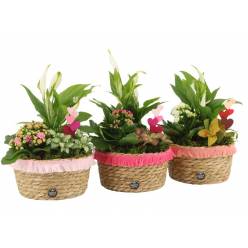 P. Composici�n Love 21843  17/30cm  "CC3"