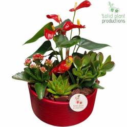P. Composici�n Valentine Stella Roja 22/45cm "CC2"