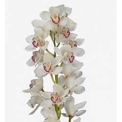 Cymbidium Annette 80cm Bl