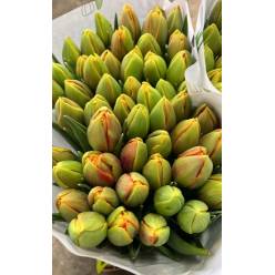 Tulipan Hol. Doble Imon 40cm Am.
