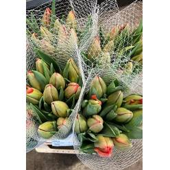 Tulipan Frances Red Pride 50cm