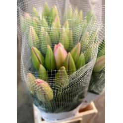 Tulipan Frances Overig 50cm Rs.