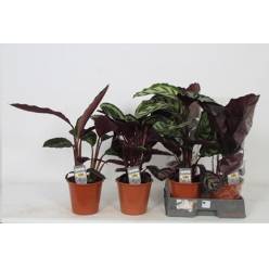 P. Calathea Mixta 4 Varied. Srt. 19/60cm x 5