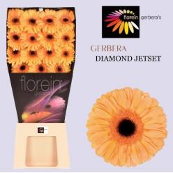 Gerbera Hol. Jetset  "Aquapack" CC45