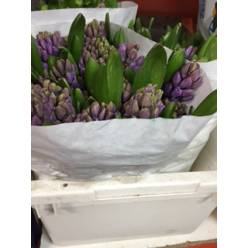 Jacinto Hol. Purple Star 30cm "T25" (7 Dias - 2�)