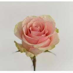 Rosa Col. Frutteto 40cm Rs. (7 Dias - 2�)