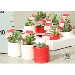 P. Succulenta Ov mixta 7/15cm "CC12" -M.Ceramica-