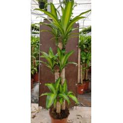 P. Dracena Nac. Massangeana 22/140cm 3.P