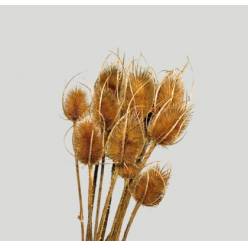 Cardo Seco Natural 60cm 150g