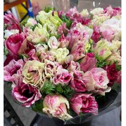 Anemona Italia Mistral Bicolor Rosa  45cm "AAA"