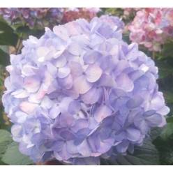 Hortensia Jumbo Lavanda 60cm �19/20