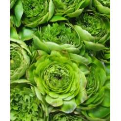 Ranunculos Italia Pon Pon Verde 45cm