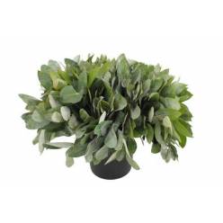 Eucalipto Nac. Robusta 55cm