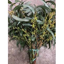 Eucalipto Exotica fruits 70cm