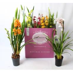 P. Cymbidium Mix 14/85cm x7 2T -Orchidiva-