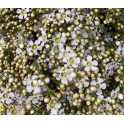 Flor Cera Nac. Blanca Abierta "Paquete"