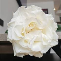 Rosa Ecu. Crystal Fairy 70cm