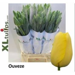 Tulipan Frances Auveze 65cm Am.