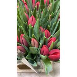 Tulipan Nac. Red Stone