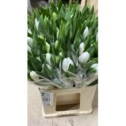 Tulipan Nac. Royal Virgin