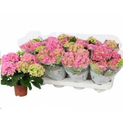 P. Hortensia M Sarena 14/40cm x6 7F