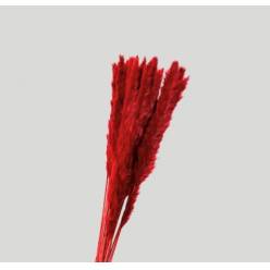 Cortaderia Hol. Tintado Burgundy 80cm