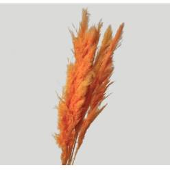 Cortaderia Hol. Tintado Salmon 110cm