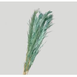 Cortaderia Hol. Tintado Light Blue 110cm