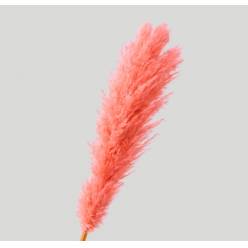 Cortaderia Hol. Tintado Pink 110cm