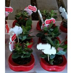 P. Succulenta Ov mixta 8/15cm "CC12" -M.Ceramica-