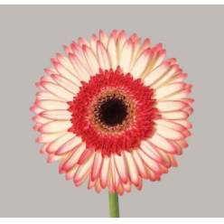 Gerbera Hol. Sorbet Diamond "Aquapack" "T15"