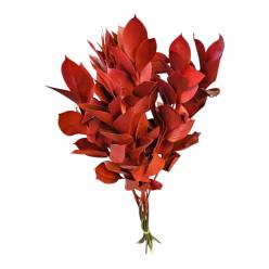 Ruscus Pintado Rojo 80cm