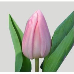 Tulipan Hol. Aafke Rosa 40cm Rs. (7 Dias - 2�)