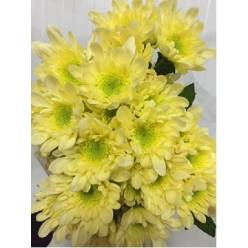 Margarita Nac. Radost Crema 75gr (7 Dias - 2�)